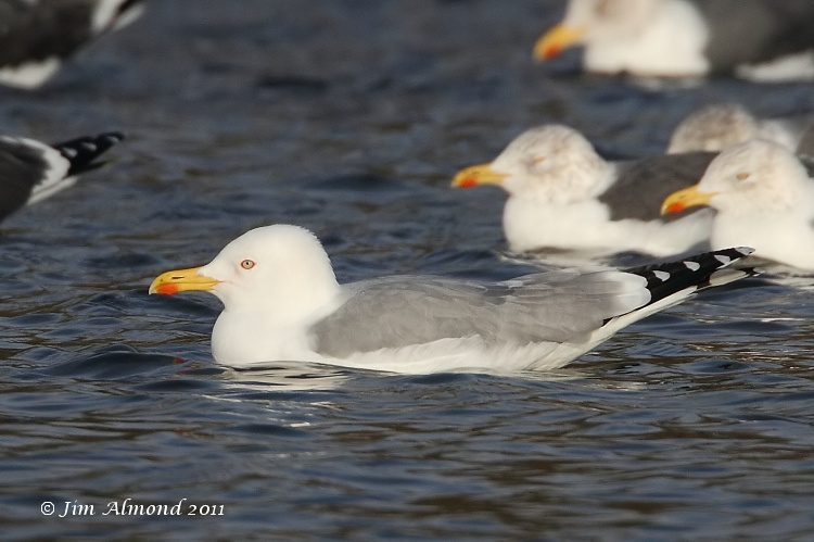 Yellow legged Gull adult winter for cu  Priorslee Flash 5 12 11 IMG_2794